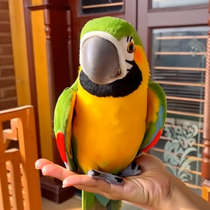 Talking Parrot Friend